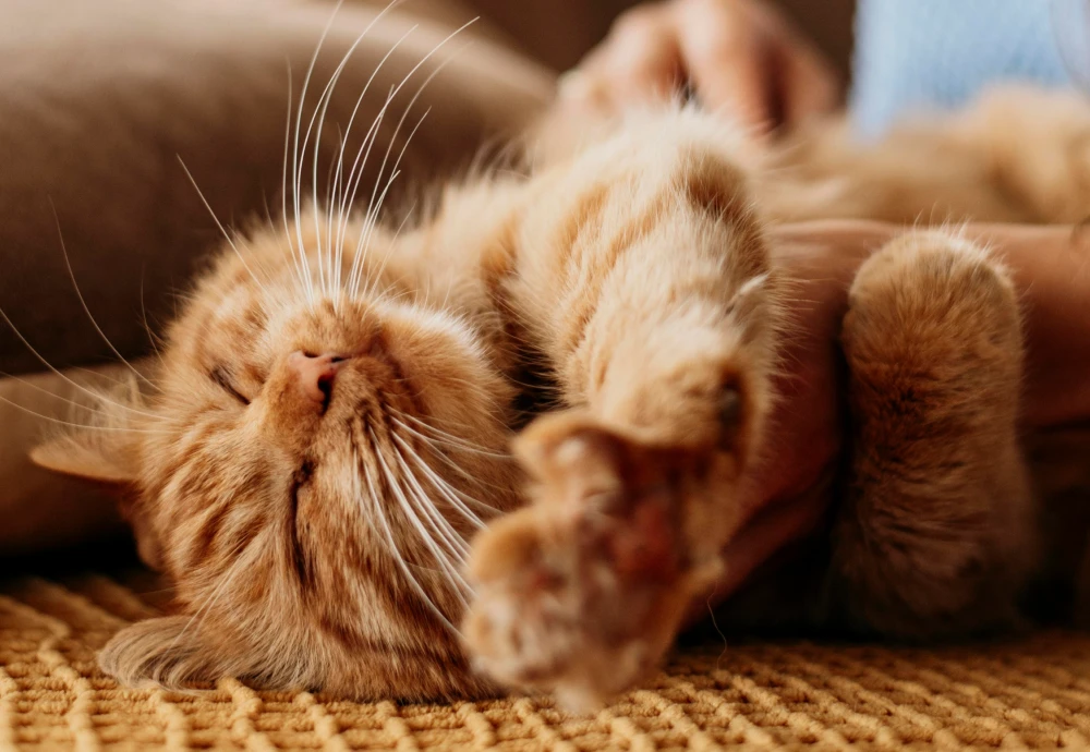 interactive pet camera for cats